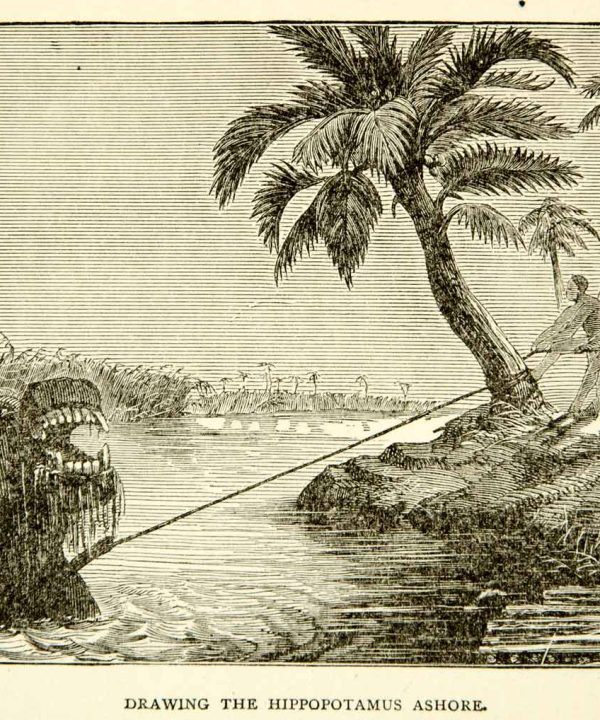 1884 Wood Engraving Hippopotamus Hunting Tree Shore Africa Native River XGZC7 Cheap Online Store Manchester